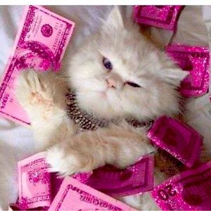 New Exotic  Dancewear Markdowns